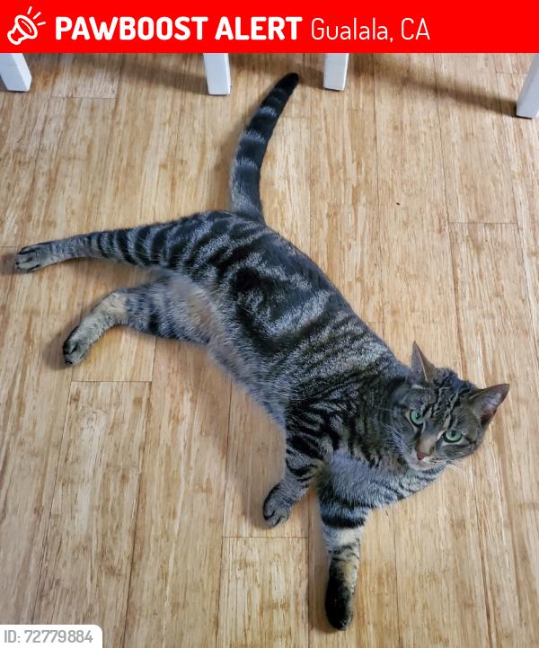 Lost Female Cat last seen Bower Park, Gualala, CA 95445