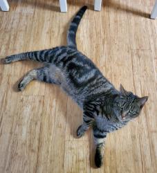 Lost Female Cat last seen Bower Park, Gualala, CA 95445