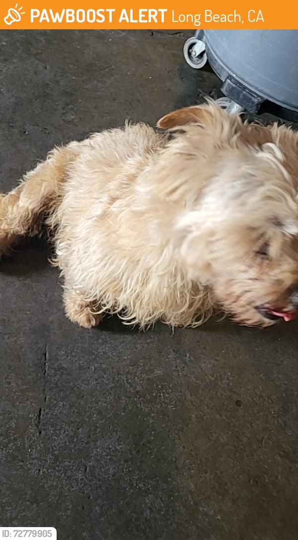 Found/Stray Male Dog last seen 11th and Anaheim , Long Beach, CA 90804