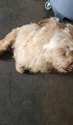 Found/Stray Male Dog last seen 11th and Anaheim , Long Beach, CA 90804