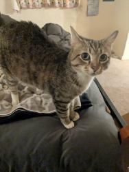 Found/Stray Male Cat last seen Snell Ave and Chatter Park, San Jose, CA 95136