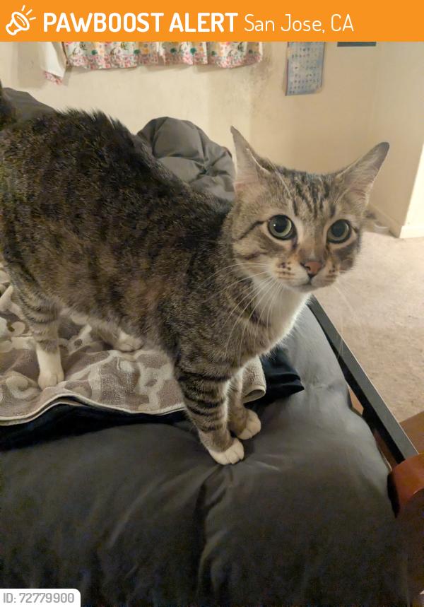 Found/Stray Male Cat last seen Snell Ave and Chatter Park, San Jose, CA 95136