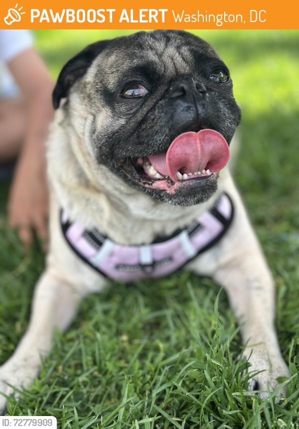 Found/Stray Male Dog last seen 8th and Longfellow St NW , Washington, DC 20011
