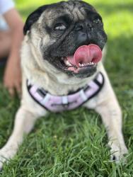 Found/Stray Male Dog last seen 8th and Longfellow St NW , Washington, DC 20011