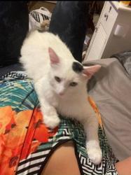 Lost Male Cat last seen Lakeview Pkwy and Edgewater Dr, Rowlett, TX 75088