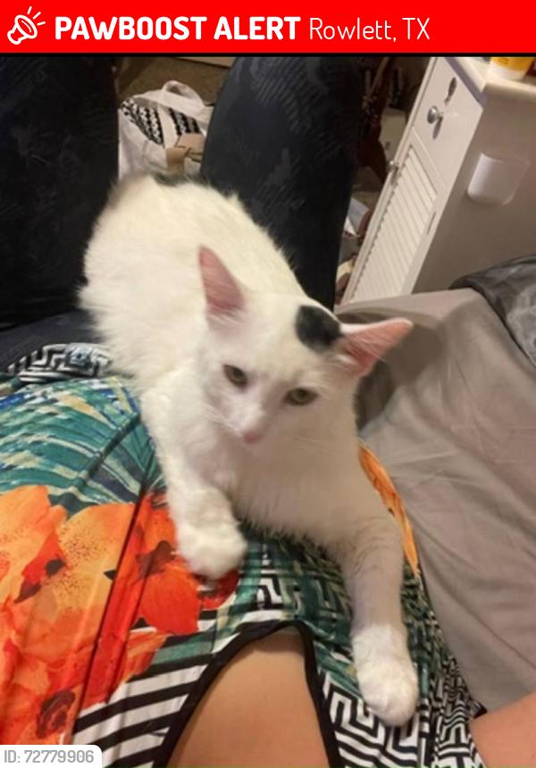 Lost Male Cat last seen Lakeview Pkwy and Edgewater Dr, Rowlett, TX 75088