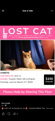 Lost Male Cat last seen Vine st, Vacaville, CA 95687