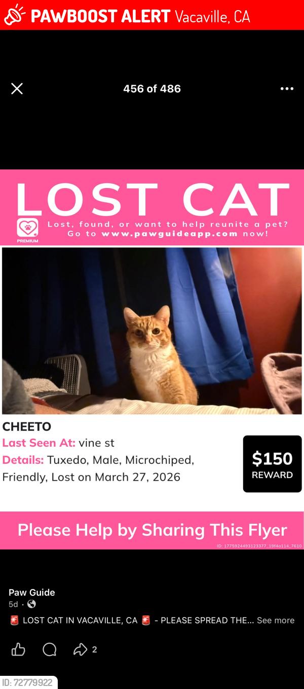 Lost Male Cat last seen Vine st, Vacaville, CA 95687