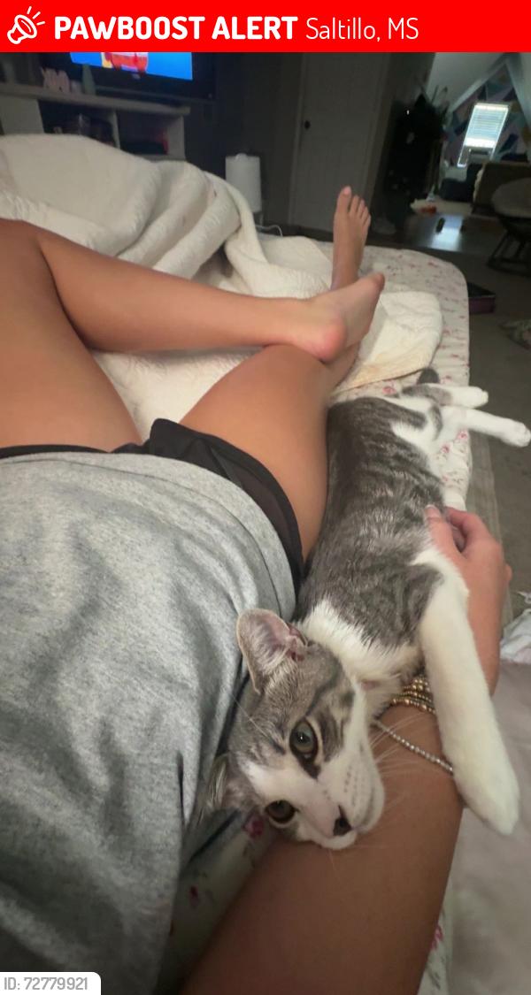 Lost Male Cat last seen Second street saltillo ms, Saltillo, MS 38866