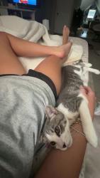 Lost Male Cat last seen Second street saltillo ms, Saltillo, MS 38866