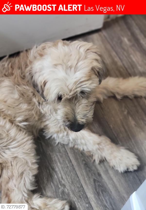 Lost Female Dog last seen Las Vegas, NV 89108, Las Vegas, NV 89108