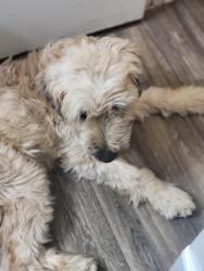 Lost Female Dog last seen Las Vegas, NV 89108, Las Vegas, NV 89108