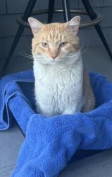 Found/Stray Male Cat last seen Williams Ave, Norwood, OH 45212