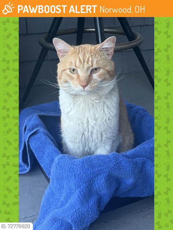 Found/Stray Male Cat last seen Williams Ave, Norwood, OH 45212