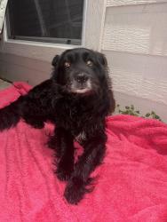 Found/Stray Male Dog last seen Katy Houston Texas, Katy, TX 77493