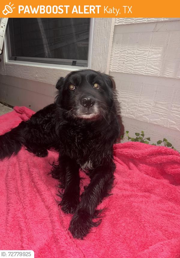 Found/Stray Male Dog last seen Katy Houston Texas, Katy, TX 77493