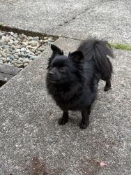 Lost Female Dog last seen Clarcona Ocoee Rd & N Orange Blossom Trail, Lockhart, FL 32810