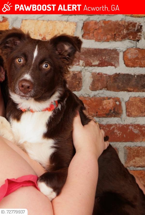 Lost Female Dog last seen Hedge Brooke dr, Acworth, GA 30101