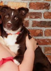 Lost Female Dog last seen Hedge Brooke dr, Acworth, GA 30101