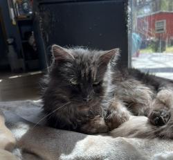 Lost Female Cat last seen Hickory Dr and Chisom Dr, Anthony, TX 79821