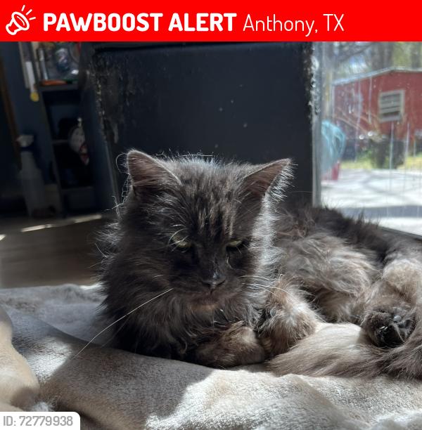 Lost Female Cat last seen Hickory Dr and Chisom Dr, Anthony, TX 79821