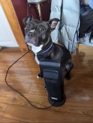 Lost Male Dog last seen Ridge rd , Yonkers, NY 10705