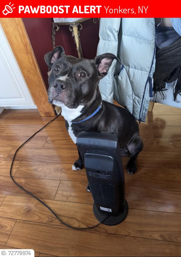 Lost Male Dog last seen Ridge rd , Yonkers, NY 10705