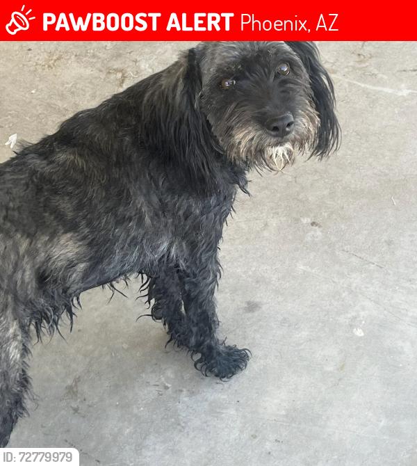 Lost Female Dog last seen Near W Earll Drive, Phoenix, AZ 85033