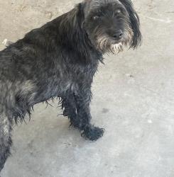 Lost Female Dog last seen Near W Earll Drive, Phoenix, AZ 85033