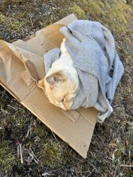 Found/Stray Unknown Cat last seen Bay Rd and Kickerville Rd , Birch Bay, WA 98230