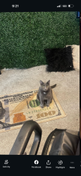 Lost Female Cat last seen East Cleveland , East Cleveland, OH 44112