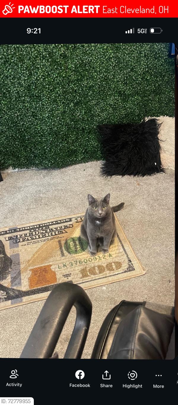 Lost Female Cat last seen East Cleveland , East Cleveland, OH 44112