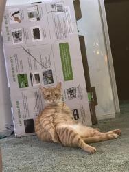 Lost Male Cat last seen Hemlock springs , Lula, GA 30554