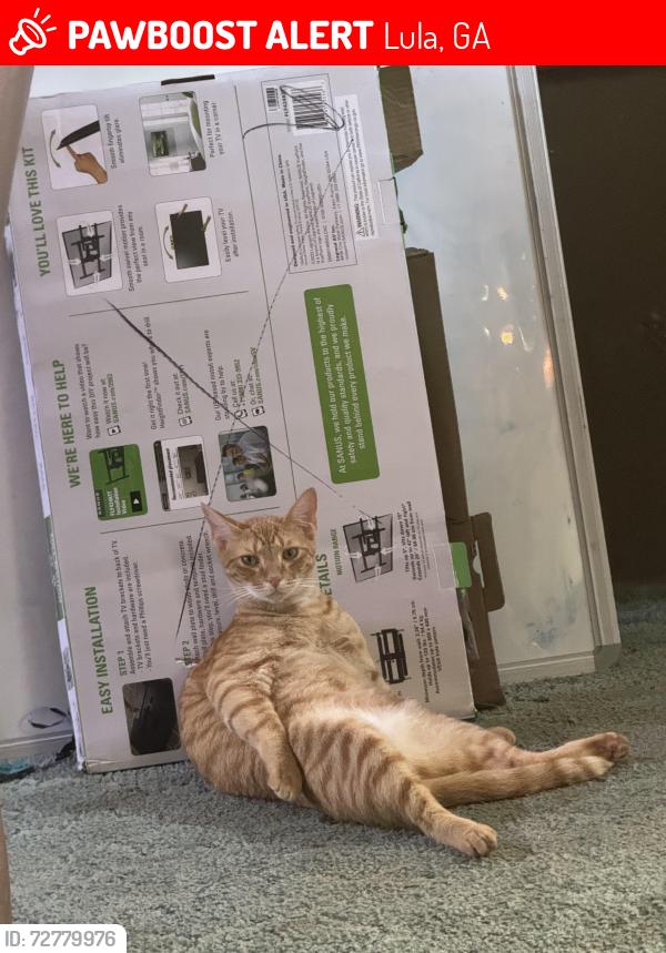 Lost Male Cat last seen Hemlock springs , Lula, GA 30554