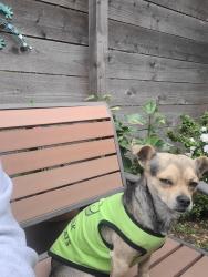 Lost Male Dog last seen Calle lark, San Leandro, CA 94578