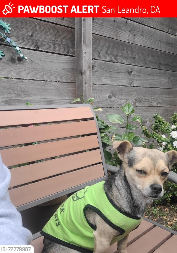 Lost Male Dog last seen Calle lark, San Leandro, CA 94578