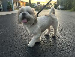 Found/Stray Male Dog last seen Betmar , North Fort Myers, FL 33903