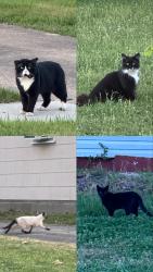 Found/Stray Unknown Cat last seen Sunset drive and Garfield and croyden , Norfolk, VA 23505