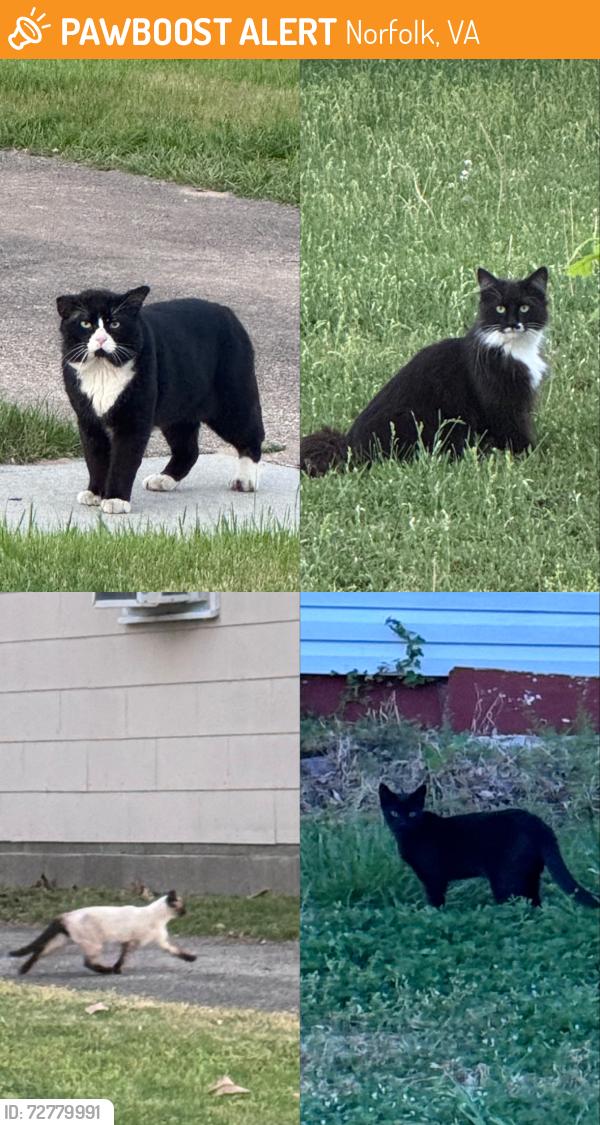 Found/Stray Unknown Cat last seen Sunset drive and Garfield and croyden , Norfolk, VA 23505