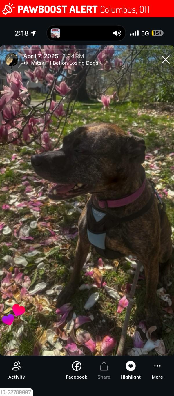 Lost Female Dog last seen w broad st, Columbus, OH 43222