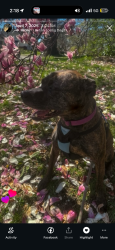 Lost Female Dog last seen w broad st, Columbus, OH 43222