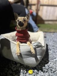 Lost Male Dog last seen South Mooney blvd , Visalia, CA 93291