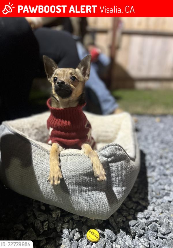 Lost Male Dog last seen South Mooney blvd , Visalia, CA 93291