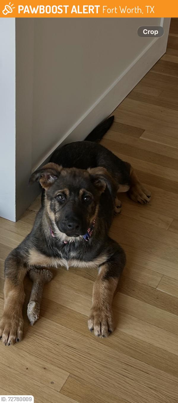 Found/Stray Female Dog last seen Watercress and Northlake , Fort Worth, TX 76135