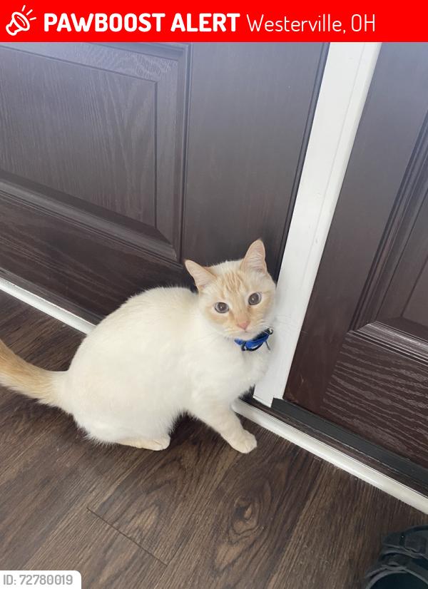 Lost Male Cat last seen Kean rd, Westerville, OH 43081