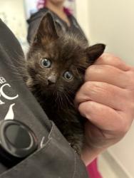 Shelter Stray Male Cat last seen Foothill Farms, CA 95842, Sacramento, CA 95828