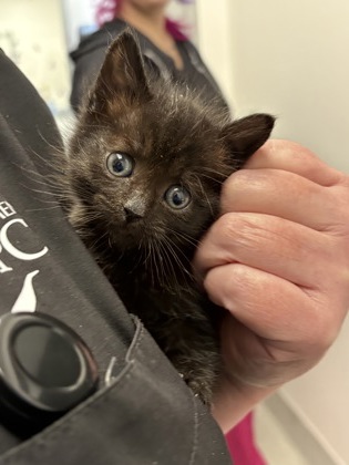 Shelter Stray Male Cat last seen Foothill Farms, CA 95842, Sacramento, CA 95828