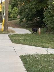 Found/Stray Female Dog last seen Normal rd, Candler-McAfee, GA 30032