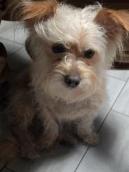 Found/Stray Female Dog last seen Dartmouth dr, Pasadena, TX 77503