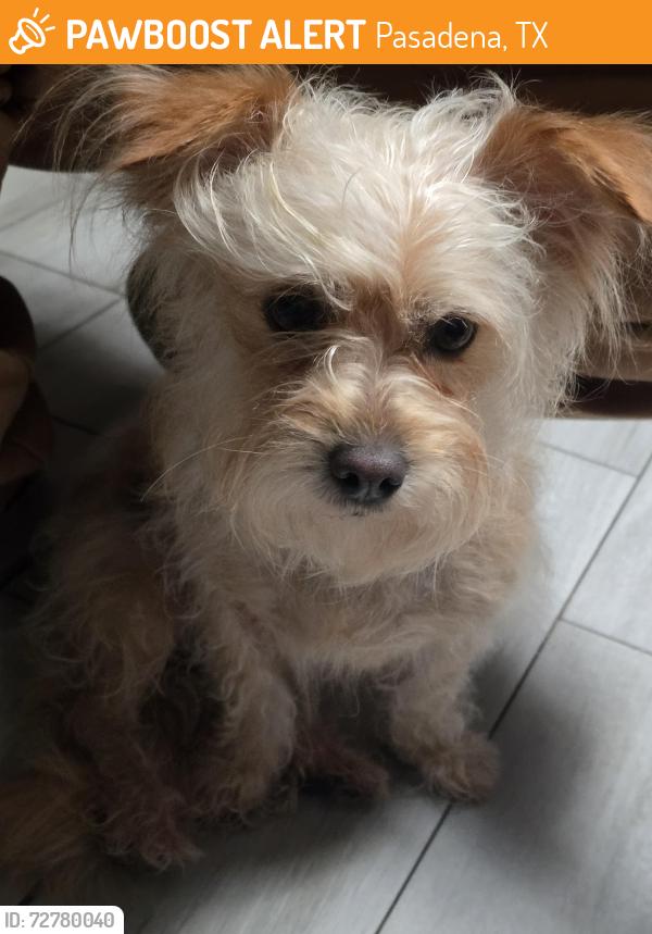 Found/Stray Female Dog last seen Dartmouth dr, Pasadena, TX 77503